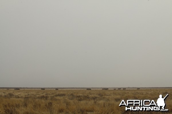 Etosha National Park