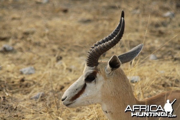 Springbok at Etosha National Park