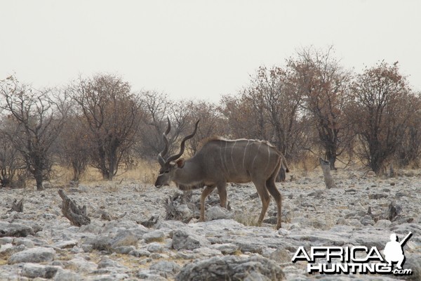 Greater Kudu at Etosha National Park