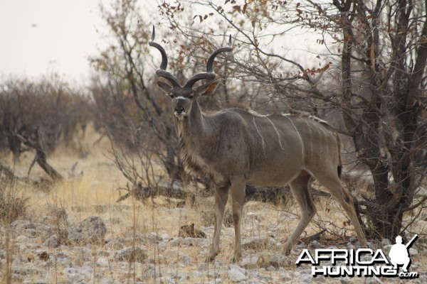 Greater Kudu at Etosha National Park