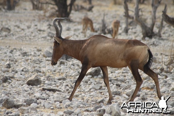 Red Hartebeest at Etosha National Park