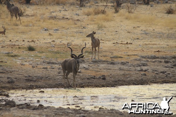 Greater Kudu at Etosha National Park