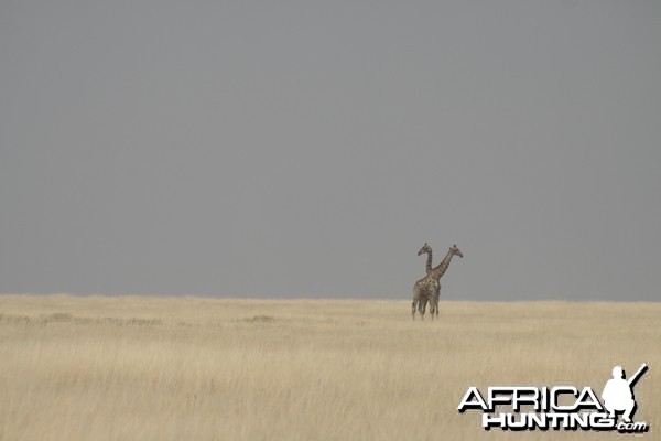 Giraffe at Etosha National Park