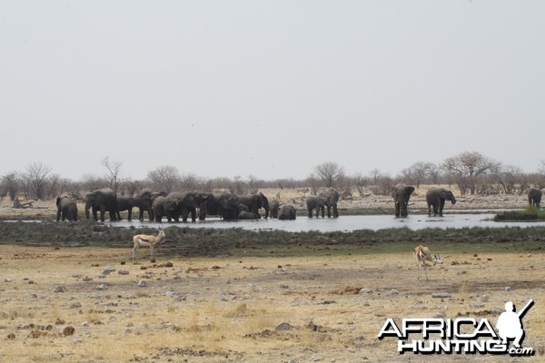 Etosha National Park