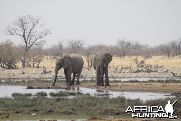 Elephant at Etosha National Park