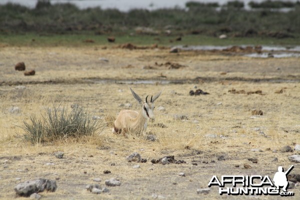 Etosha National Park