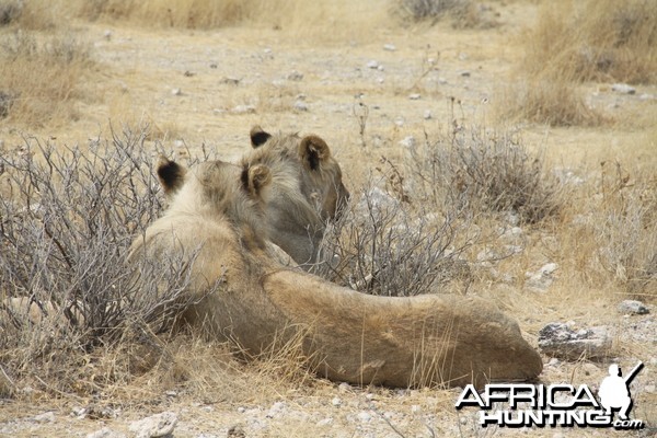 Lion at Etosha National Park