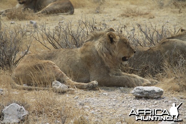 Lion at Etosha National Park