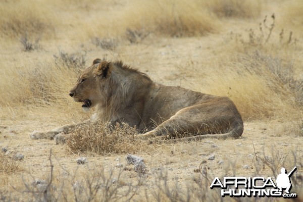 Lion at Etosha National Park