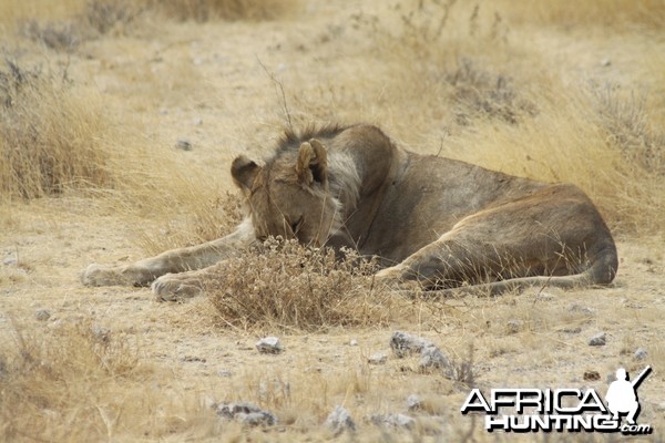 Lion at Etosha National Park