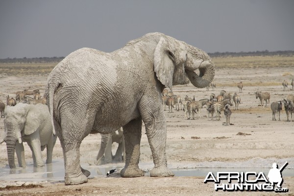 Elephant at Etosha National Park