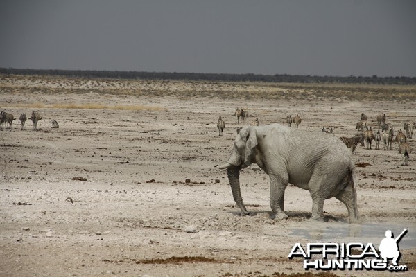 Elephant at Etosha National Park