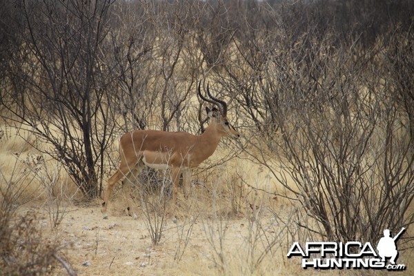 Black-Faced Impala at Etosha National Park