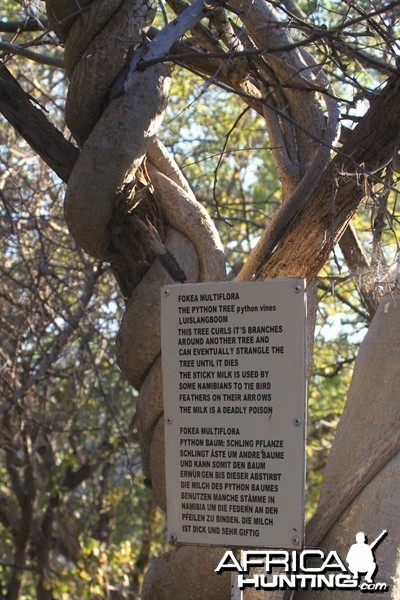 Tree at Otjikoto Lake in Namibia