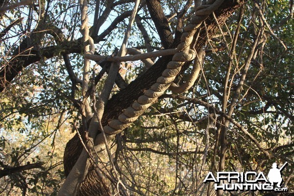 Tree at Otjikoto Lake in Namibia