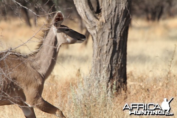 Kudu Namibia