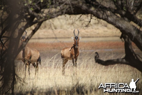 Red Hartebeest Namibia