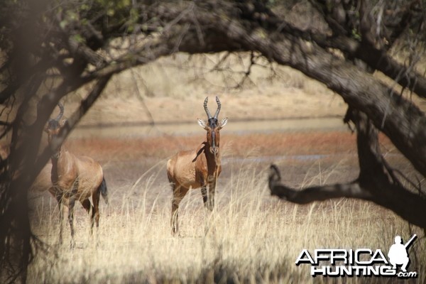 Red Hartebeest Namibia