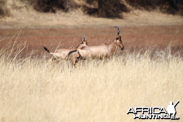 Red Hartebeest Namibia