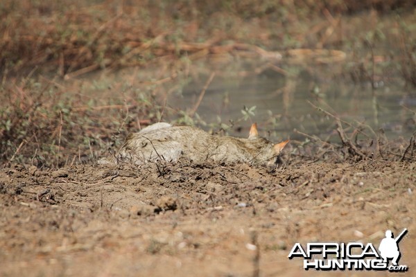 African Wildcat Namibia