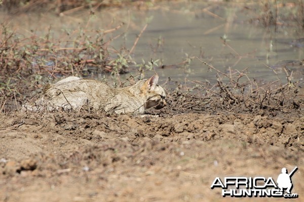 African Wildcat Namibia