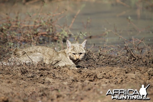 African Wildcat Namibia