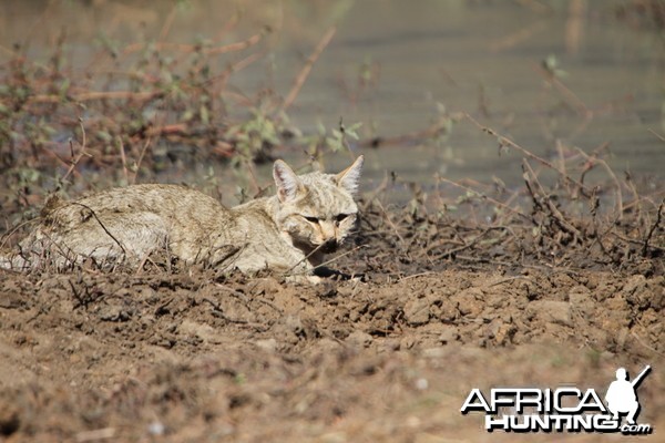 African Wildcat Namibia