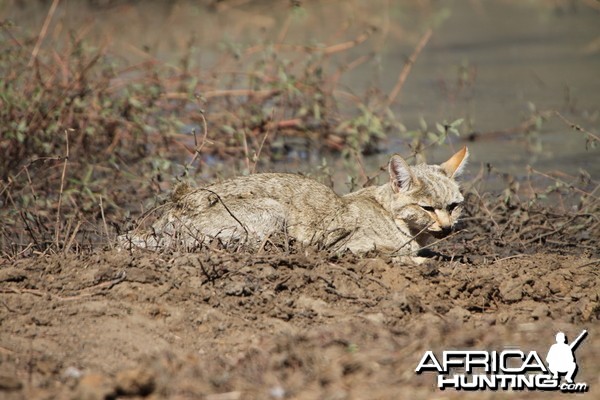 African Wildcat Namibia