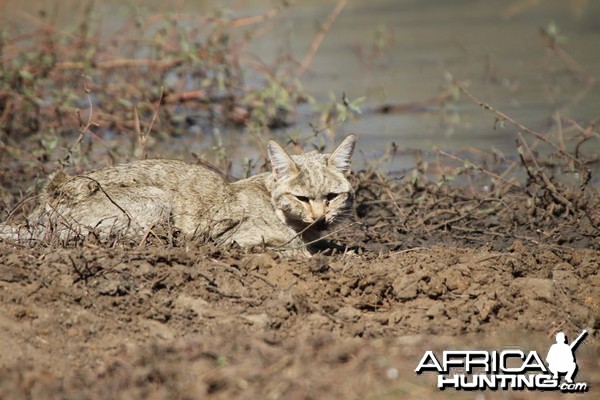 African Wildcat Namibia