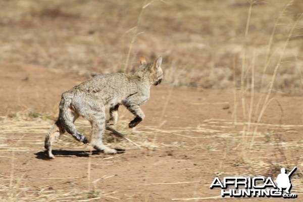 African Wildcat Namibia