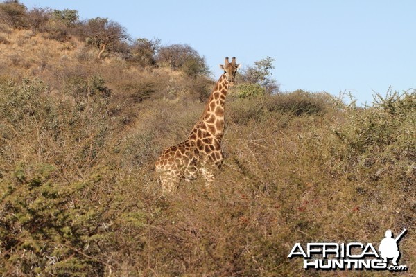 Giraffe Namibia