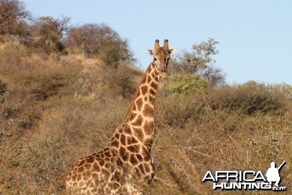 Giraffe Namibia