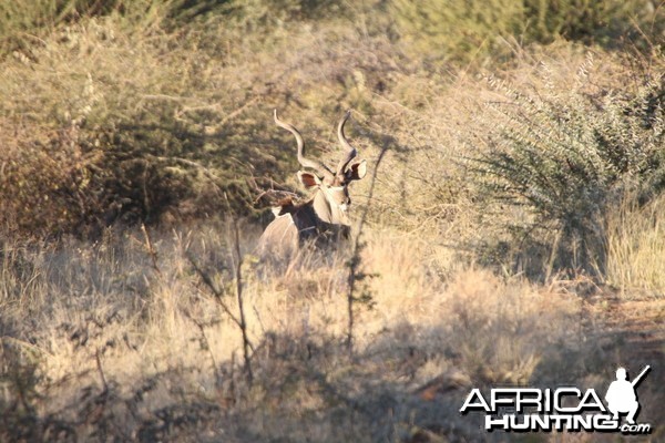 Kudu Namibia