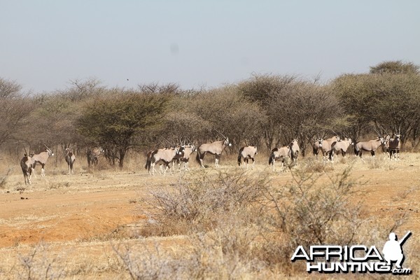 Gemsbok Namibia