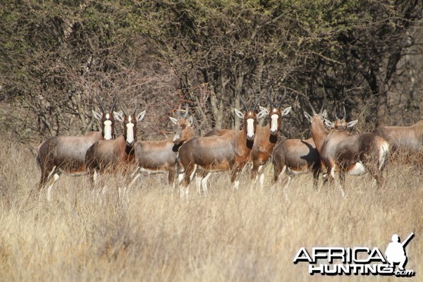 Blesbok Namibia