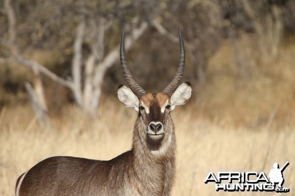 Waterbuck Namibia