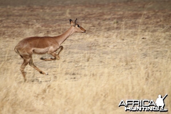 Impala Namibia