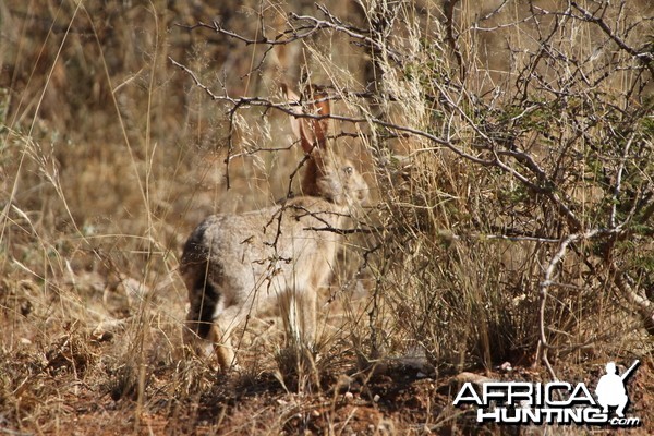 Hare Namibia