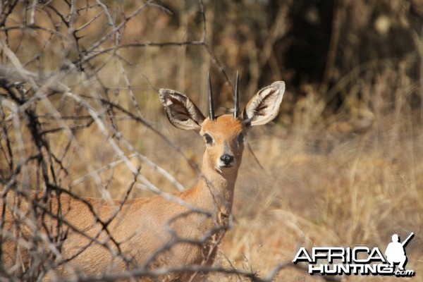 Steenbok Namibia