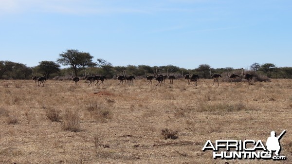 Ostrich Namibia