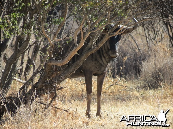 Blue Wildebeest Namibia