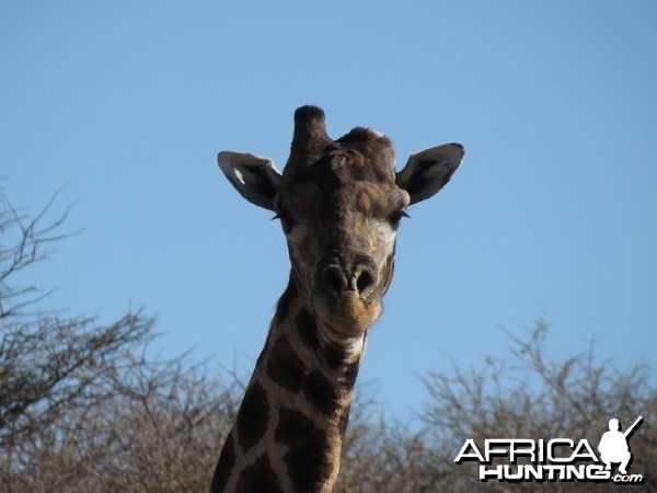 Giraffe Namibia