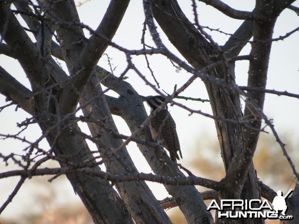 Bird Namibia