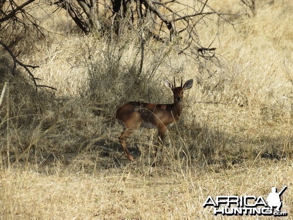 Steenbok Namibia