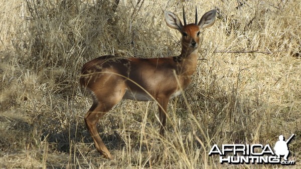 Steenbok Namibia