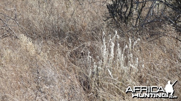 Ostrich on nest Namibia