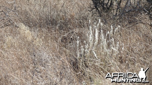 Ostrich on nest Namibia