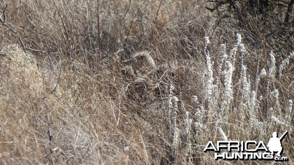 Ostrich on nest Namibia