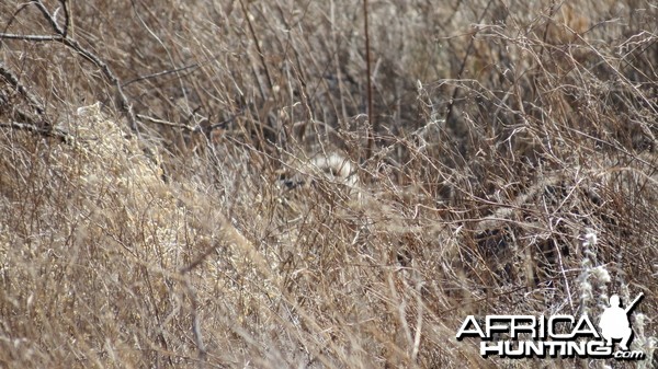 Ostrich on nest Namibia