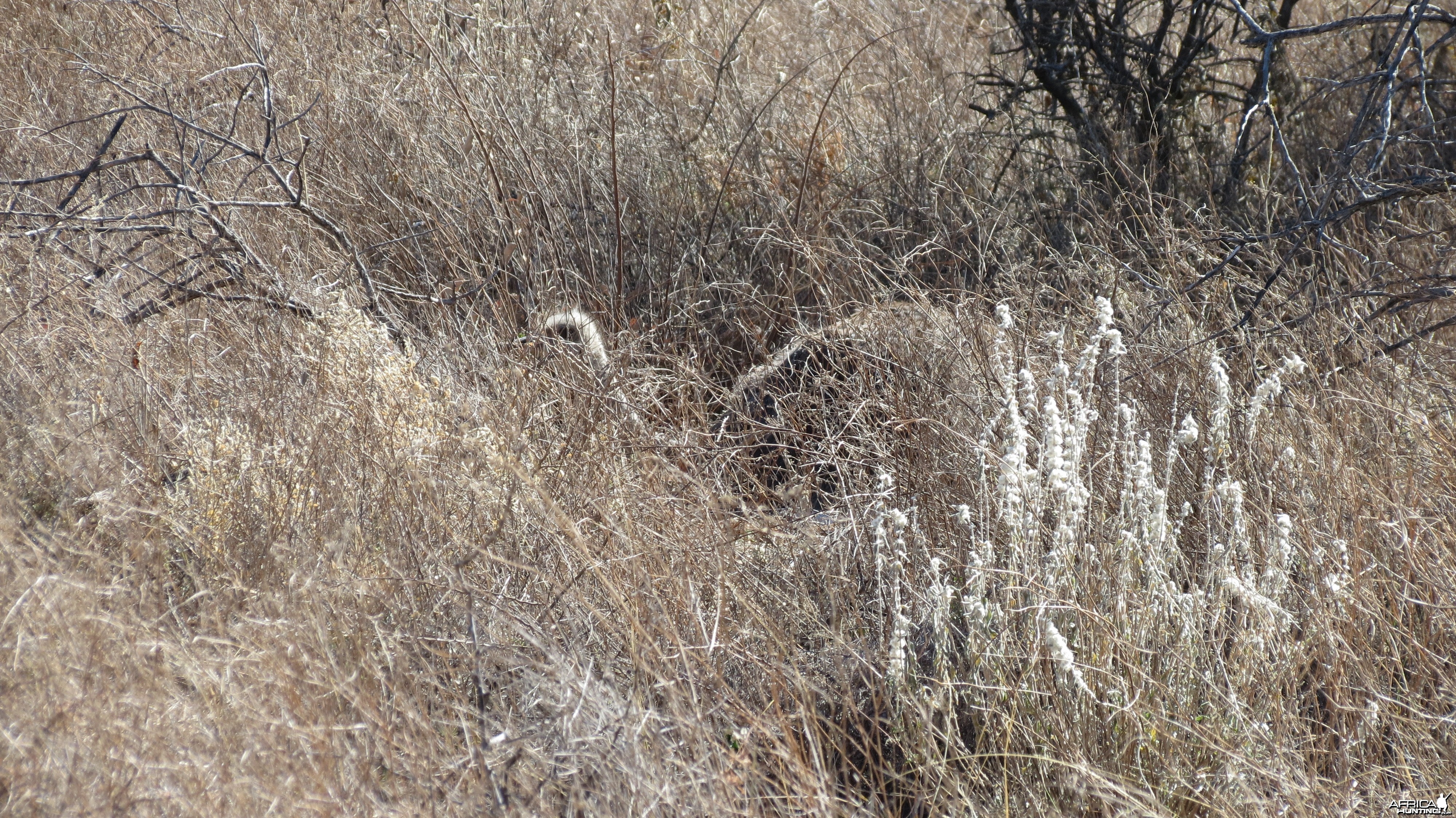 Ostrich on nest Namibia